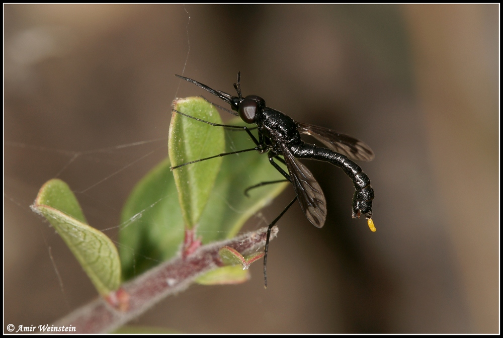 Diptera d''Israele  -  Eclimus gracilis (Bombyliidae).